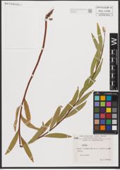 Foto von Salix L.